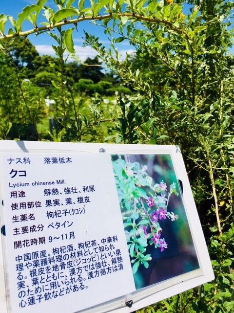5302456F-9CAF-4530-BB22-A84381F5C3E5.jpeg